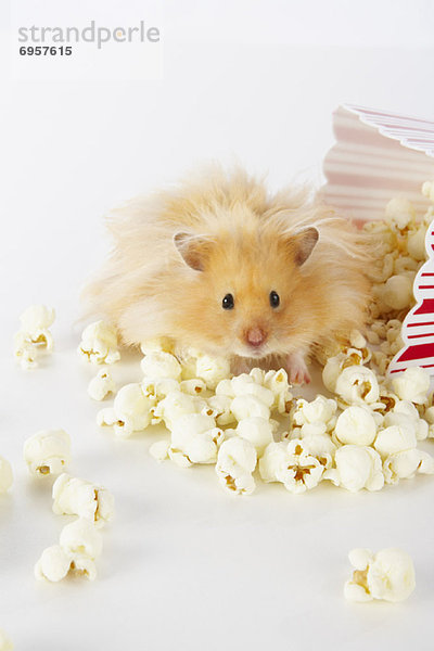 Hamster  Popcorn