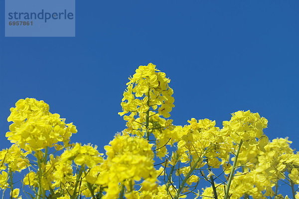 durchsichtig  transparent  transparente  transparentes  Blume  Himmel  blauer Himmel  wolkenloser Himmel  wolkenlos  blau  Raps  Brassica napus