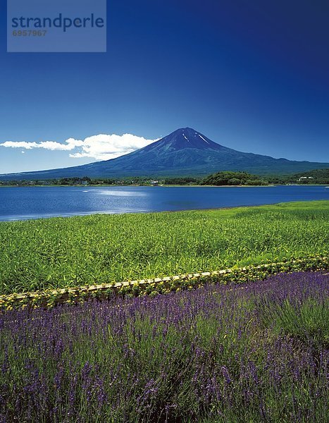 Lavendel  Yamanashi Präfektur