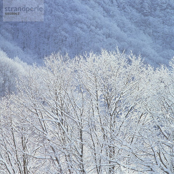 Winter  Baum  nackt  Japan