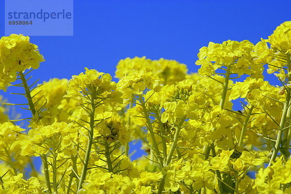 durchsichtig  transparent  transparente  transparentes  Blume  Himmel  blauer Himmel  wolkenloser Himmel  wolkenlos  blau  Raps  Brassica napus