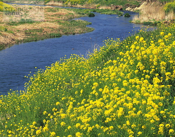 nebeneinander  neben  Seite an Seite  Fluss  blühen  Feld  Japan  Shizuoka Präfektur