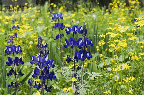 Lupines in Field  Jordan