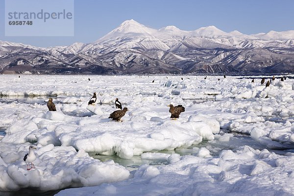 weiß Eis Adler Eisscholle Schwanz Tierschwanz Hokkaido Japan