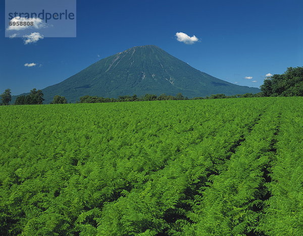 Berg  Nutzpflanze  Wachstum  frontal  Reihe  Hokkaido  Japan