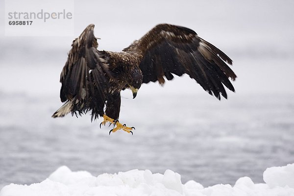 weiß Eis landen Eisscholle Schwanz Tierschwanz Adler Hokkaido Japan