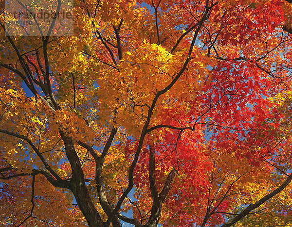 Herbst - Baum