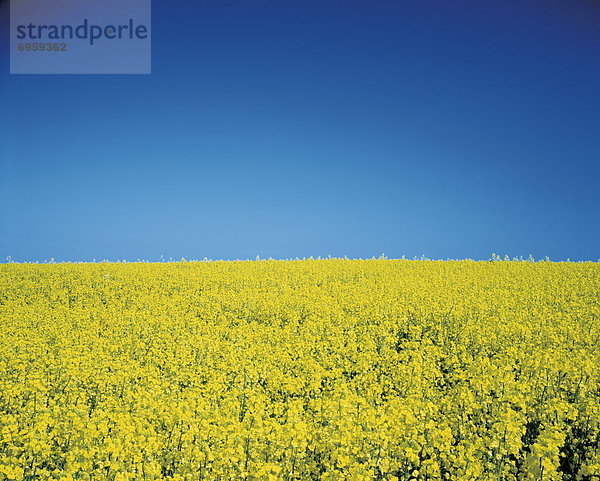 Oilseed Rape field