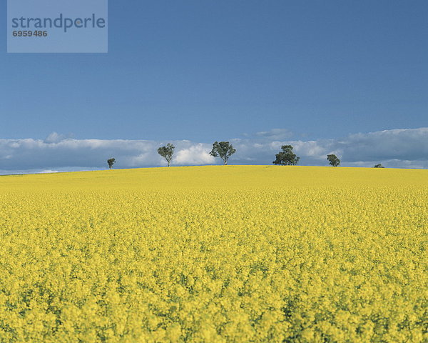 Himmel  Feld  Raps  Brassica napus