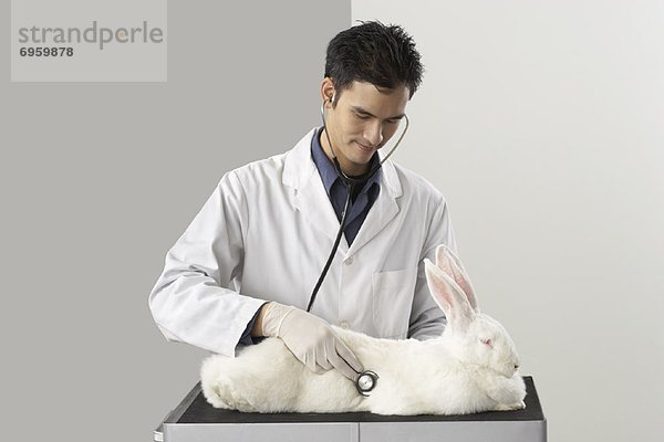 Kaninchen  Tierarzt  Untersuchung
