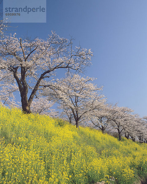 Blume  Baum  Kirsche  Sakura  Raps  Brassica napus  Japan