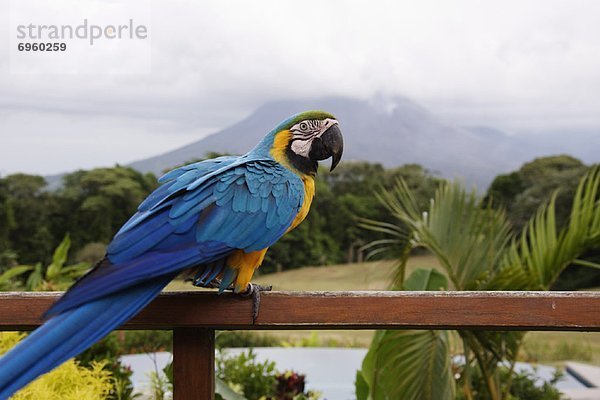 gelb  blau  Geländer  Costa Rica  Ara