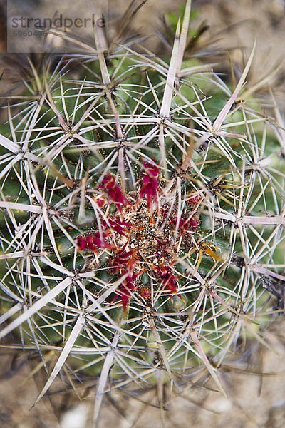 Barrel-Kaktus