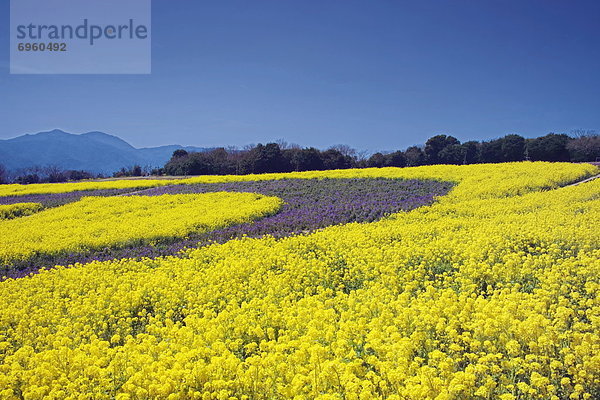 Field Mustard