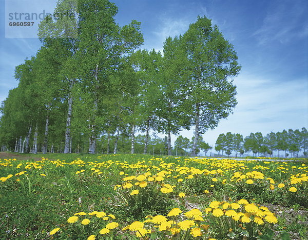 Baum  weiß  Birke  Löwenzahn  Hokkaido  Japan