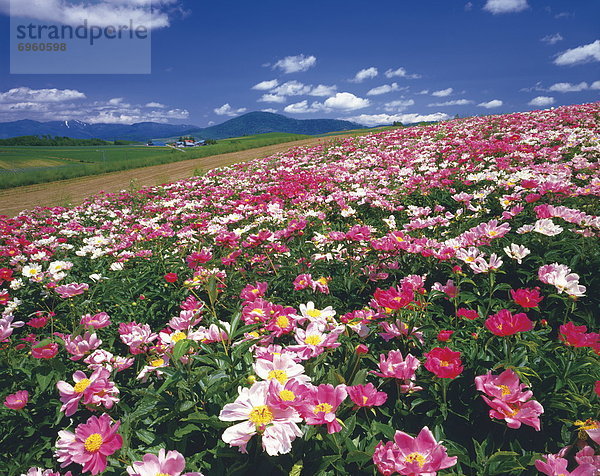 Hokkaido  Japan