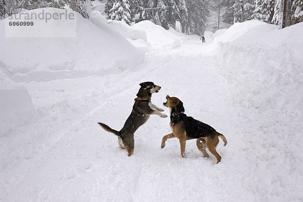 Sturm  Hund  spielen  Schnee