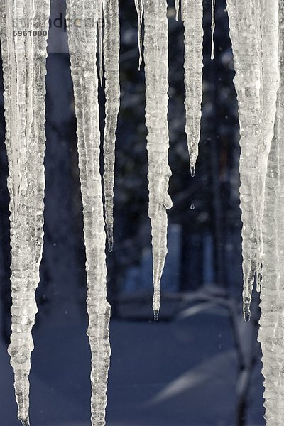 Nahaufnahme der Eiszapfen