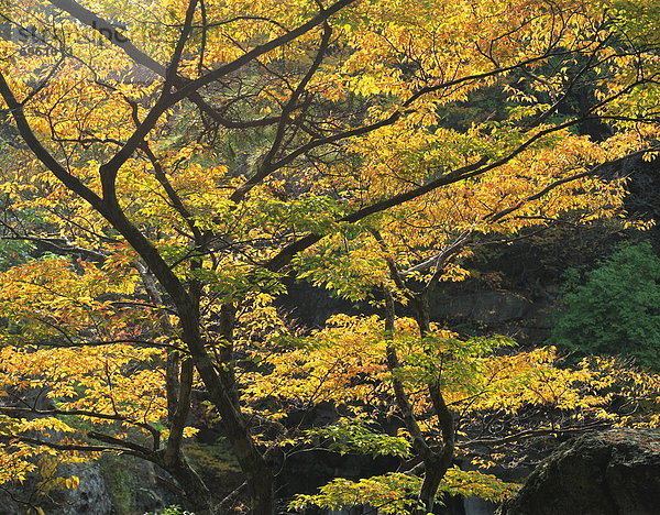 Farbaufnahme  Farbe  Baum  Herbst