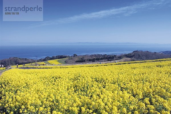 Blüte  Feld  Raps  Brassica napus