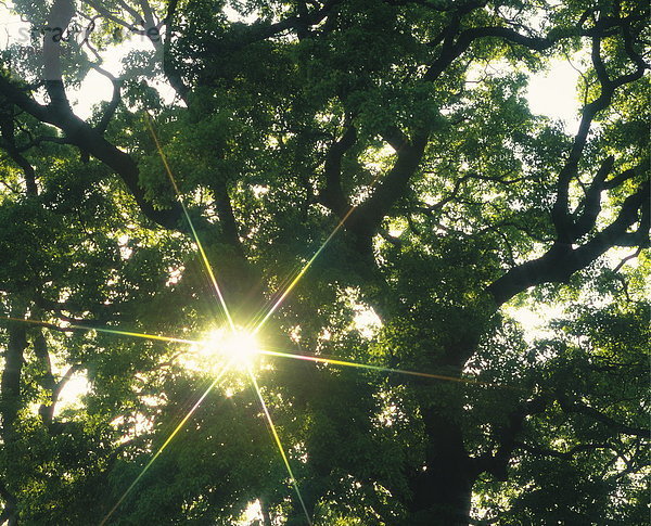 beleuchtet  Sonnenstrahl  Baum