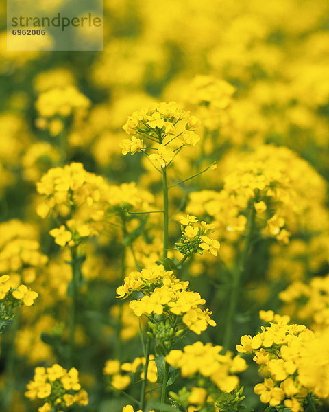 Rape-blossoms field