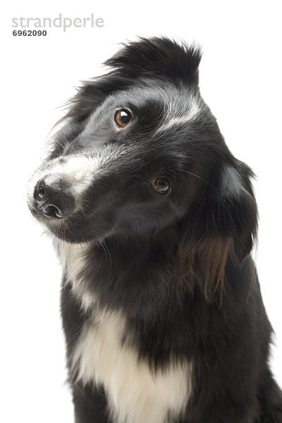 Portrait des Hundes