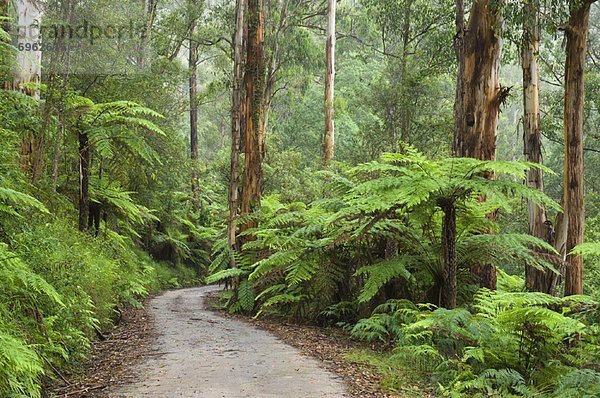 Fernverkehrsstraße  Victoria  Australien  Regenwald