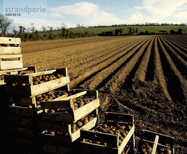 Gepflügtes Feld  Feld  Kartoffel  County Meath  roh