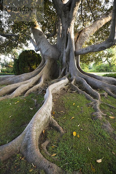 Feigenbaum  Ficus carica  Feige  Vereinigte Staaten von Amerika  USA  Kalifornien  Long Beach