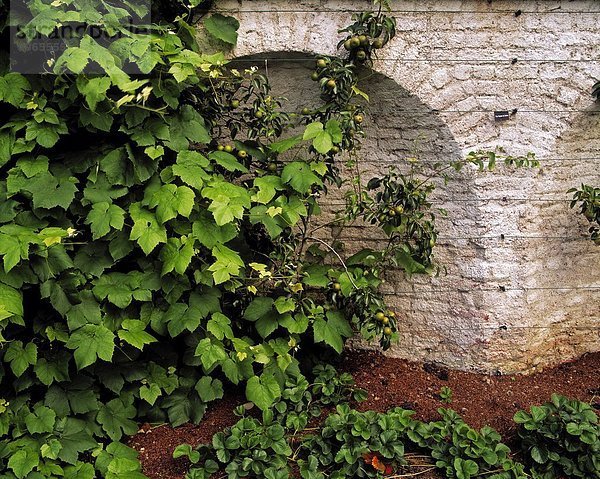 Wand Birne Hopfen Humulus Irland