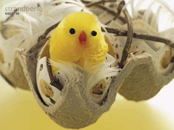 Jungvogel Eierschale zerbrochen Ostern