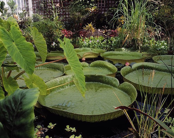 Botanischer Garten Botanische Dublin Hauptstadt Irland