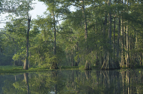 Vereinigte Staaten von Amerika  USA  Lafayette  Lake Martin  Louisiana