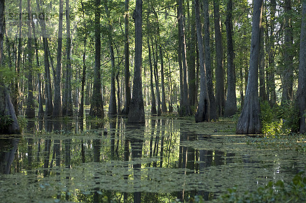 Vereinigte Staaten von Amerika  USA  Lafayette  Lake Martin  Louisiana