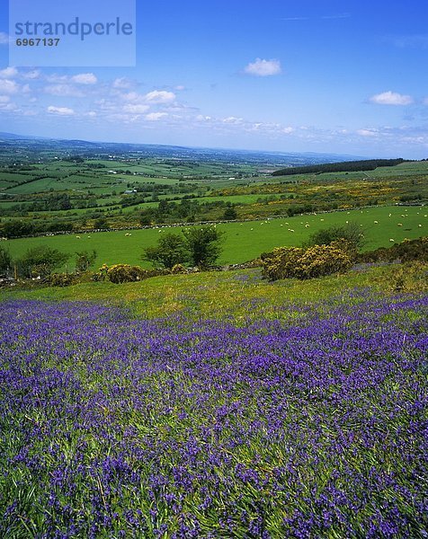 Bluebell Flowers On A Landscape  County Carlow  Republic Of Ireland
