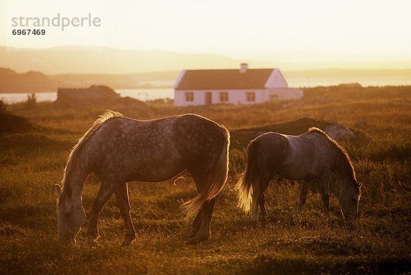 Connemara  County Galway