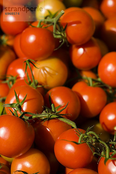 Tomate  Pflanze  Kletterpflanze  britisch