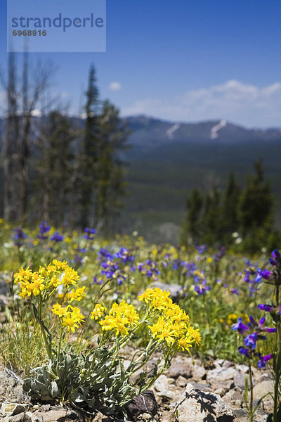 Vereinigte Staaten von Amerika  USA  Arnika  Arnica montana  Blume  gelb  lila  Yellowstone Nationalpark  Affe  Wyoming