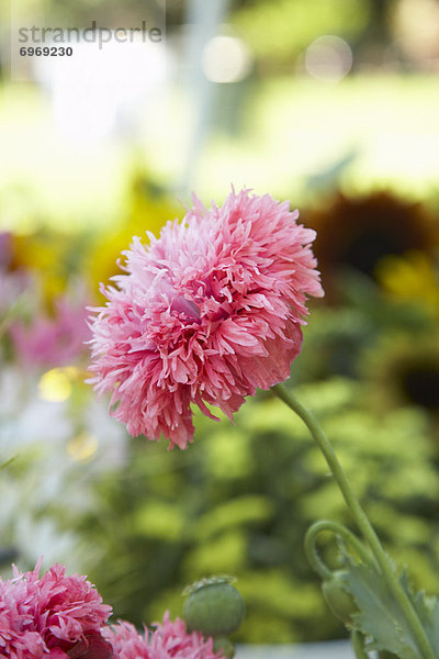 Close-up  close-ups  close up  close ups  pink  Pflanze  Landwirtin  Markt  Mohn