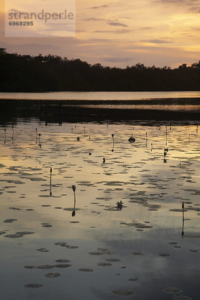 Wasser  Teich  Lilie  Draufsicht  Belize