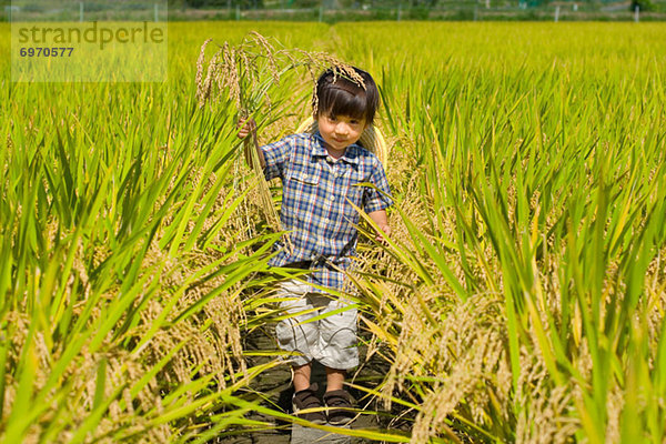gehen  Feld  Reis  Reiskorn
