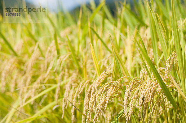 Reis  Reiskorn  Überfluss