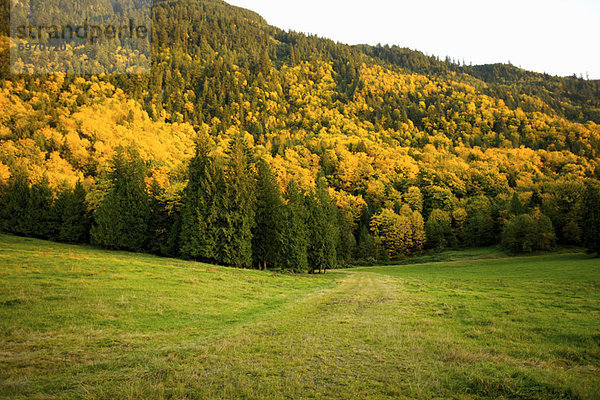 Wald  Feld  Herbst