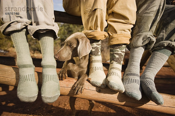 Vereinigte Staaten von Amerika  USA  hoch  oben  nahe  Hund  Mann  Weimaraner  Colorado