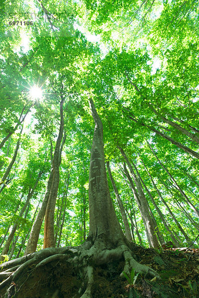 Wald  Buche  Buchen  Niigata