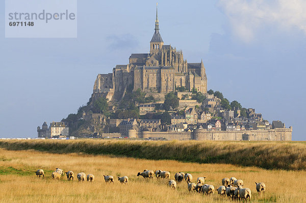 nahe  Frankreich  Schaf  Ovis aries  Feld  Heiligtum  Normandie
