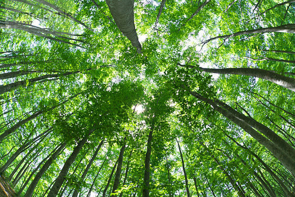 Wald  Buche  Buchen  Niigata