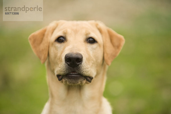 Gelber Labrador Retriever