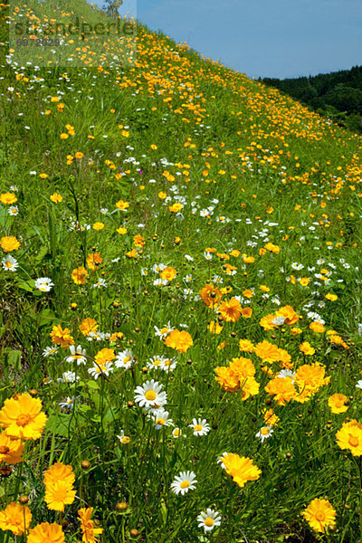 Wiese  Gänseblümchen  Bellis perennis  Schwefel